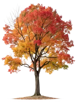 Imagen PNG para descargar